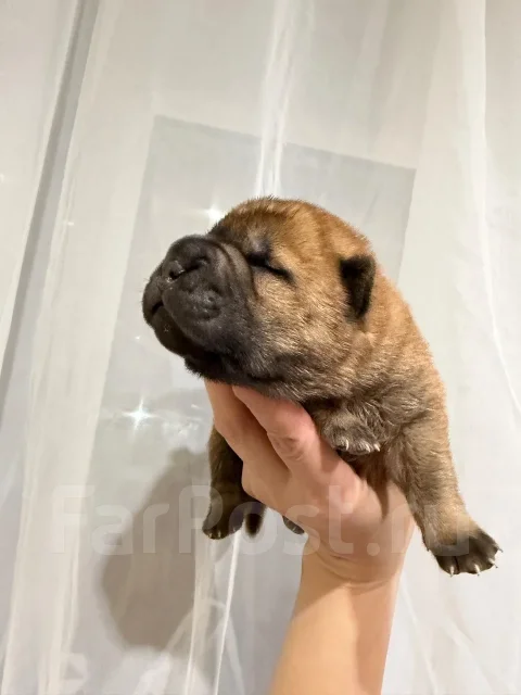 ������. ����