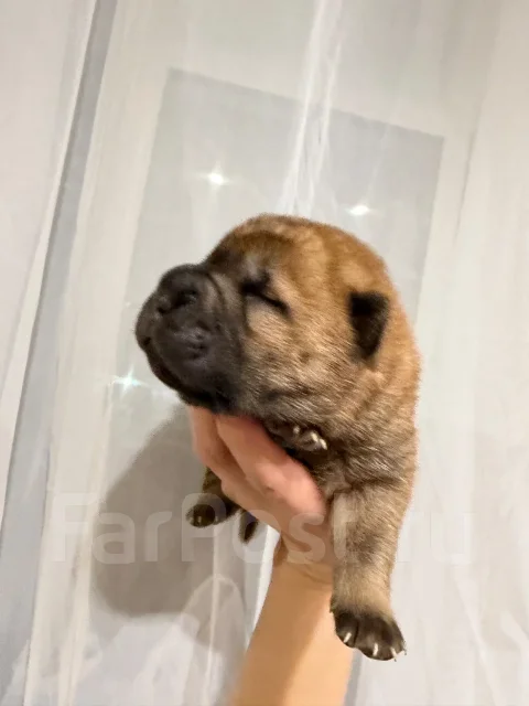 ������. ����