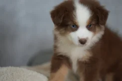 ����������� ������������ �������. ��� ����� �� ���������� ����