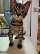 �����. ����