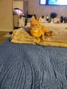 �����. ����