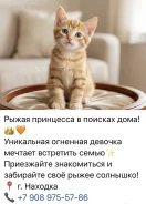 �����. ����