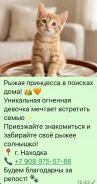 �����. ����