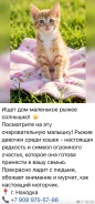 �����. ����