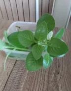 ����� ������ ���� ��������� ����