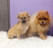 ����. ����