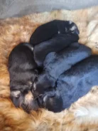 �������� �������. ����