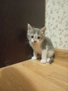 �����. ����