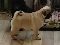 ����. ����