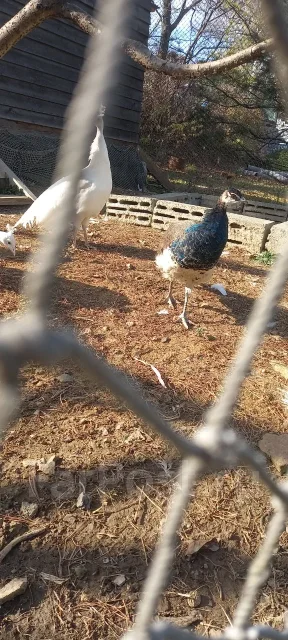 �������. ����