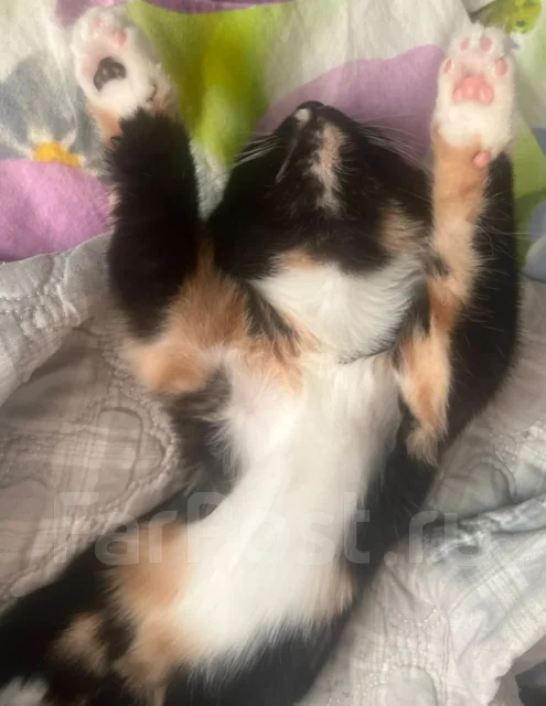 ����� ������� ����