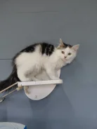 ��������� ������� ���� ��� ����