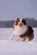 ������������� �������. ����
