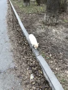 �����. ����