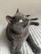 ���������� ��������������� �����. ����