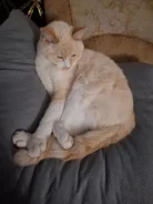 �����. ����