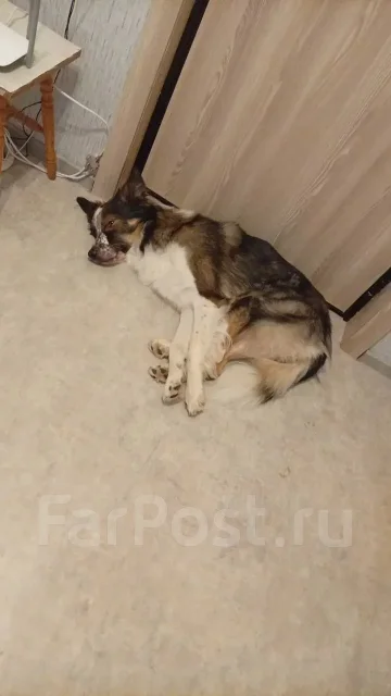 ������ �����. ����