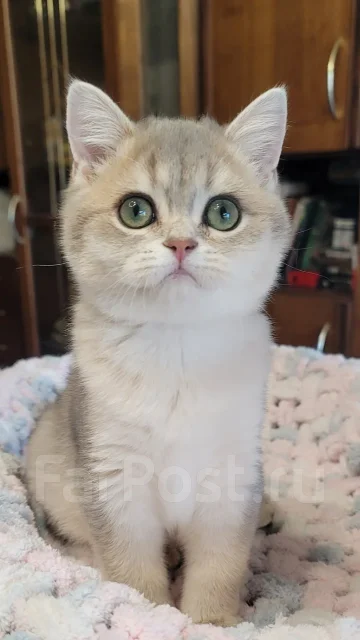���������� �����. ��� ����� �� ������������ ����