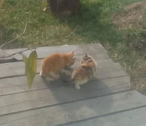 �����. ����