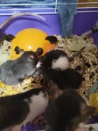 �����. ����