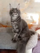 ����-���. ����