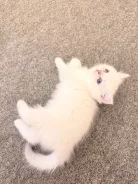 ���������� �����. ����