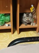 �����. ����