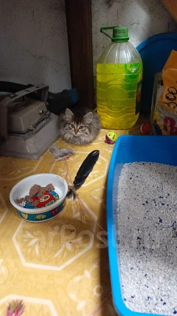 �����. ����