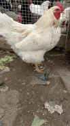 ����. ����