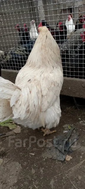 ����. ����
