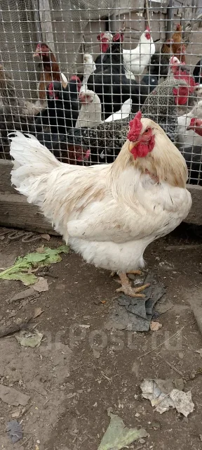 ����. ����