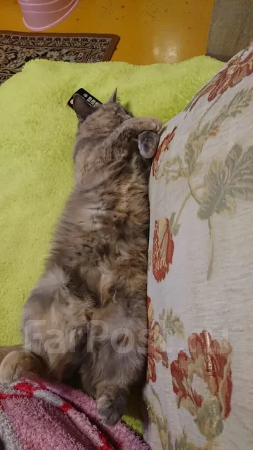 �����. ����
