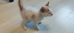 �����. ����