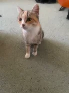 �����. ����