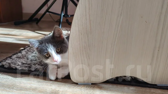 �����. ����