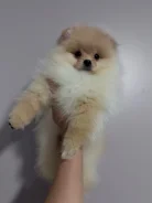 ����������� ����. ����