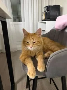 �����. ����