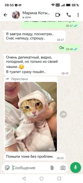 �����. ����