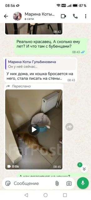 �����. ����