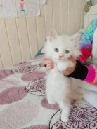�����. ����