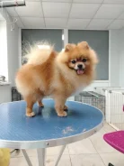 ����������� ����. ����