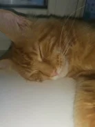 ����-���. ����