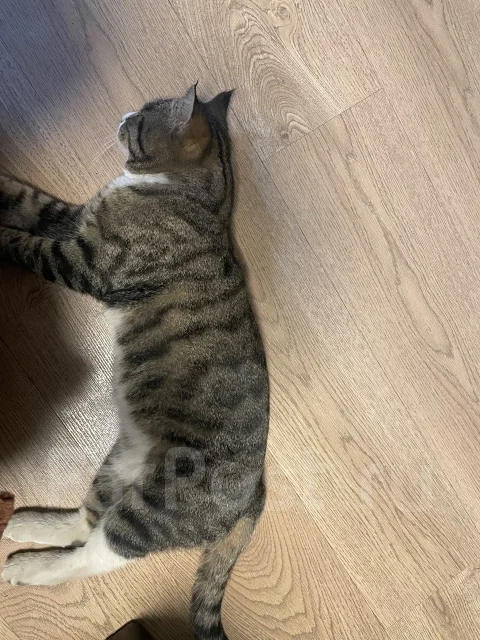 �����. ����