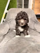 ������. ����