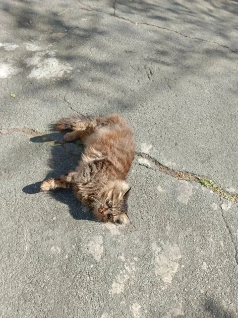 �����. ����