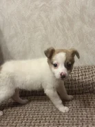 ����� ���������� ������� ����