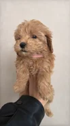 ���-������. ����