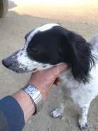 ������� ��������� ��������. ����