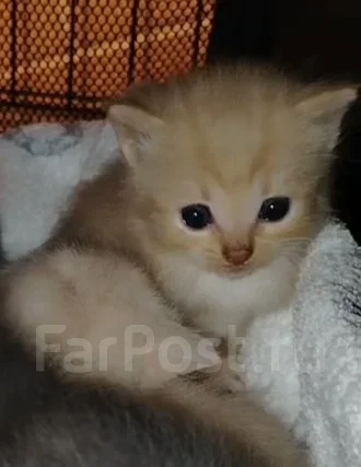 �����. ����