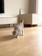 �����. ����